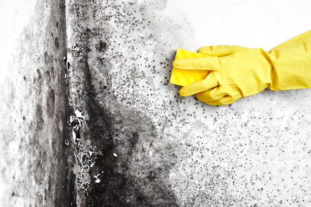 Best Commercial Mold Removal  in Glenmont, MD
