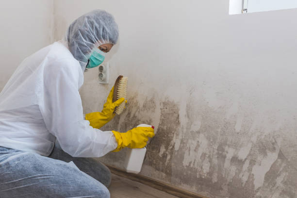 Home Mold Removal in Glenmont, MD