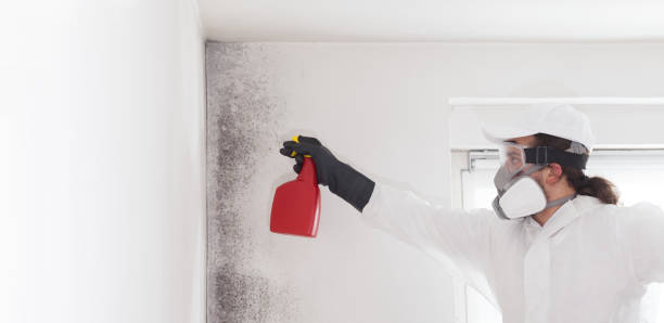 Best Office Mold Removal Services  in Glenmont, MD